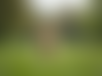 Master Dog Training Techniques in Carmarthen: Your Guide to Dog Obedience Training Carmarthen