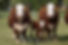 cattle 7.jpg