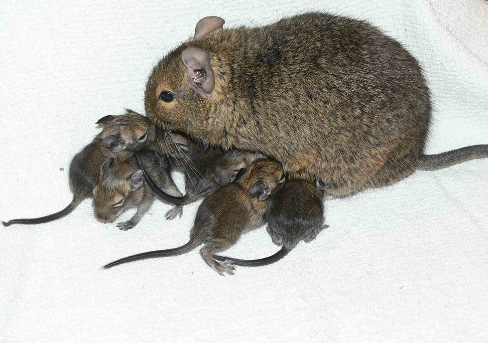 Degu-pups-nursing