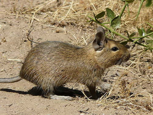 Degus_9