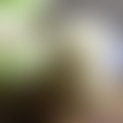 Soil-Based Probiotics and SIBO