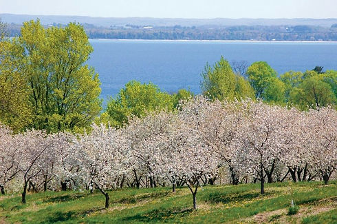 orchard.jpg