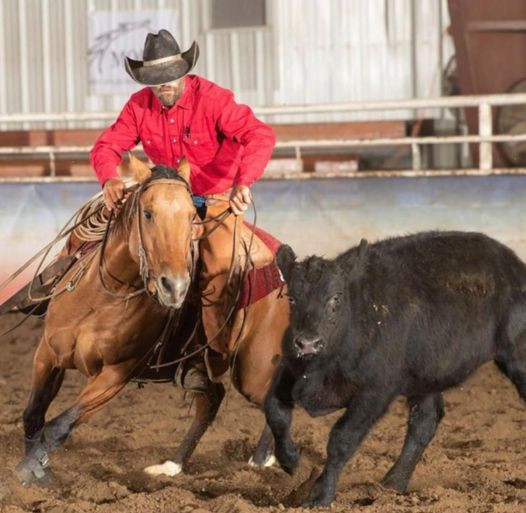 Man in red shirt riding horse doing a training exercise, herding a cow.