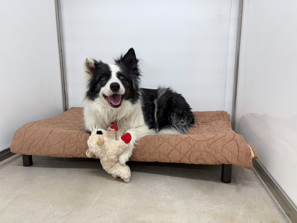 BB bailey and lamb toy.jpg