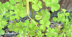 IMG_8957_edited.jpg