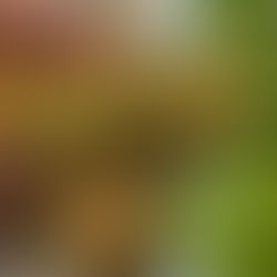 Mary & Anjee's Oven Baked Falafel Recipe