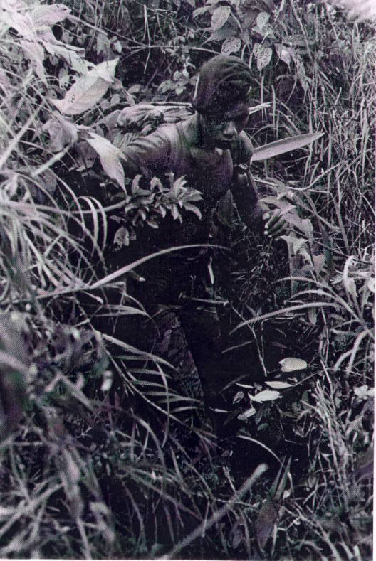greyjungle