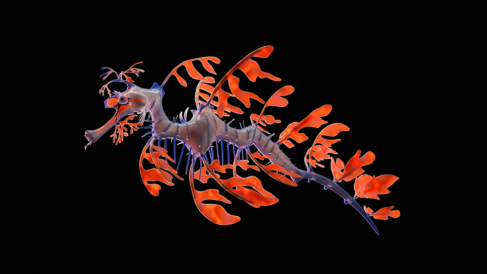 Orange Sea Dragon
