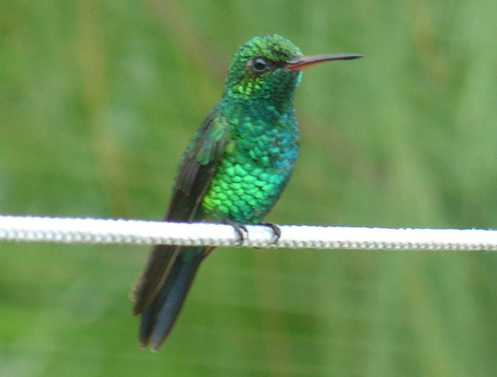 Canivet's Emerald.jpg