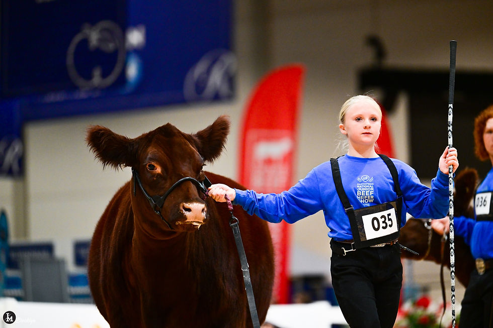 Shorthorn Division - Dallas & Mini