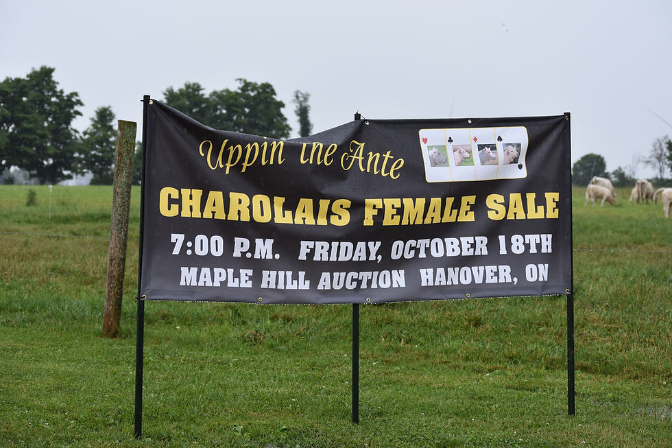 Uppin the Ante group hosts Charolais 2024 World Congress at Rollin Acres