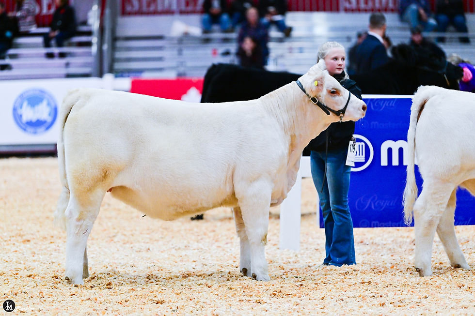 Dallas & Dreamy 43N, RAWF 2025