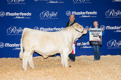 Cornerview Norton 40N, Champion Intermediate Bull Calf, RAWF 2025