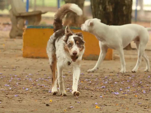 Brasil tem cerca de 30 milhões de animais abandonados