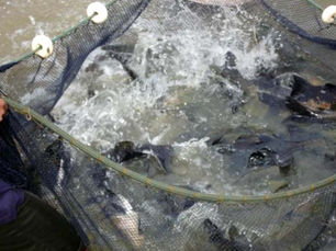 Rondônia lidera produção nacional de peixes de cultivo com ações desenvolvidas pelo Governo do Estado