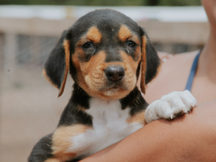 Prefeitura de Vilhena promove a 1ª Feira de Adoção Responsável de Animais