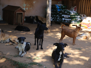 Vilhena receberá ações do projeto Castra+Rondônia para castração gratuita de cães e gatos