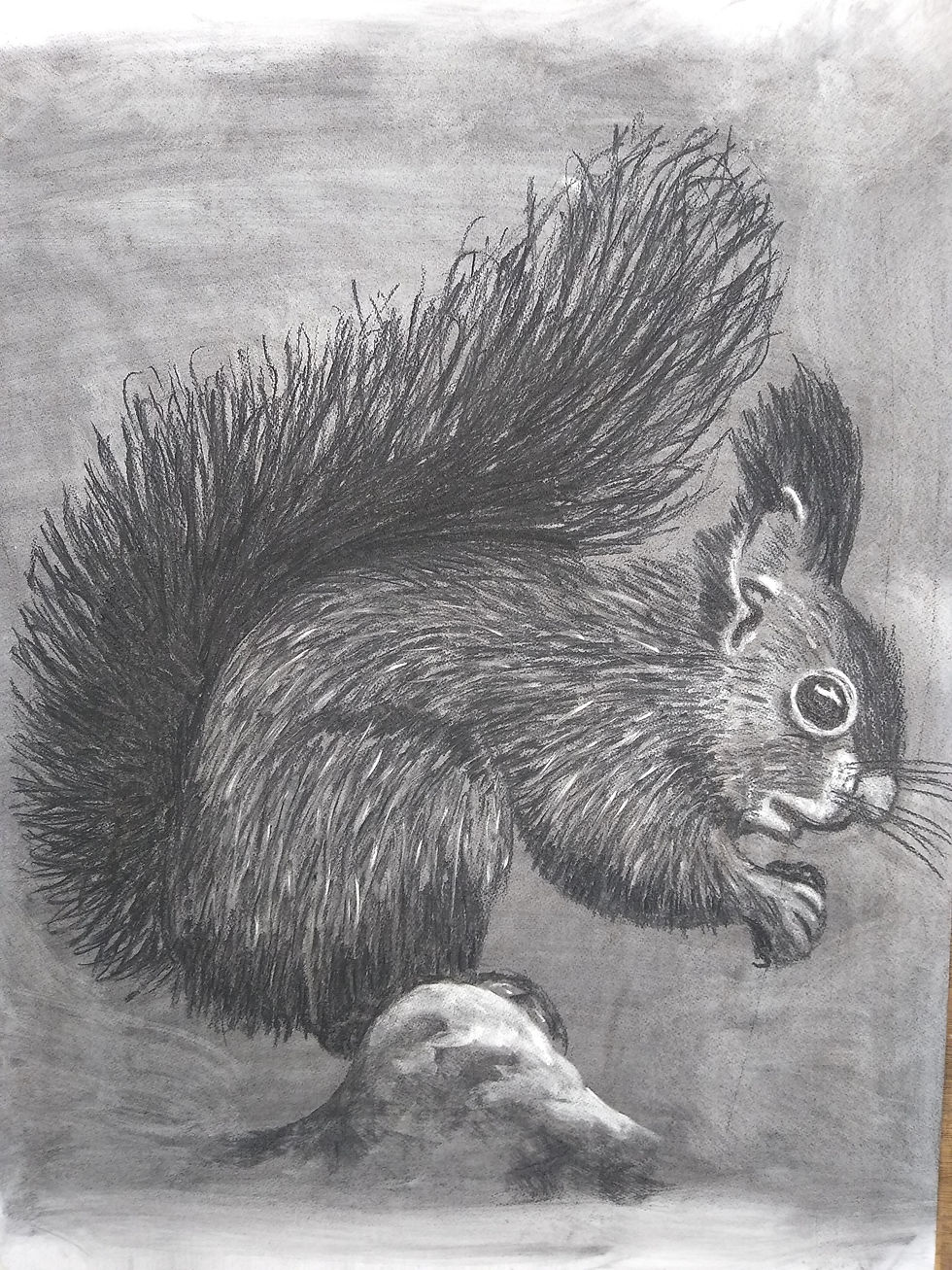 Red Squirrel