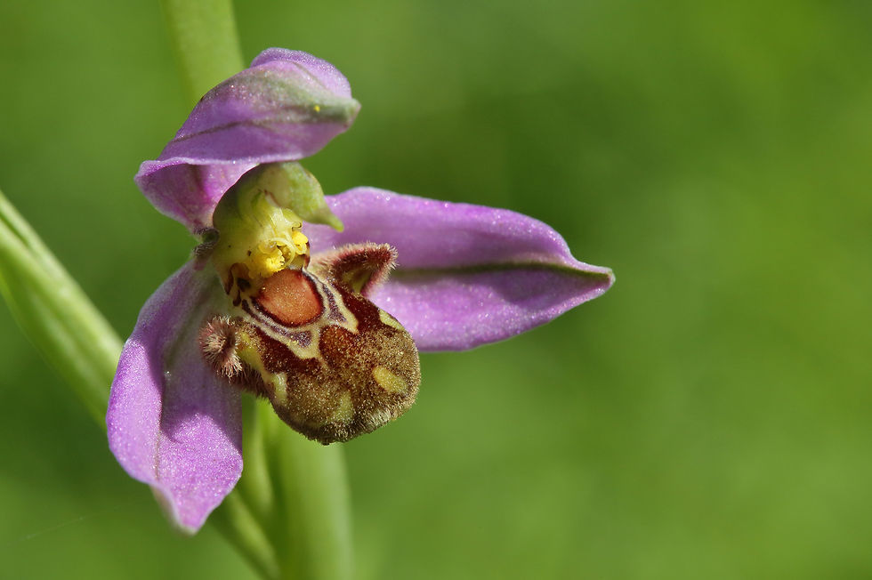 39 ophrys abeille