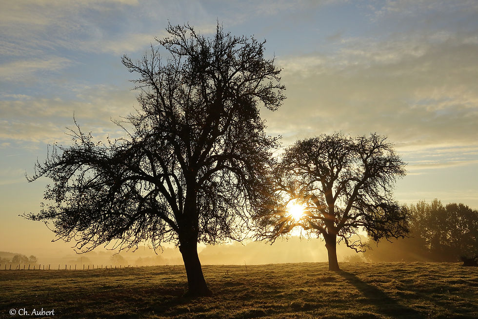 105 arbre