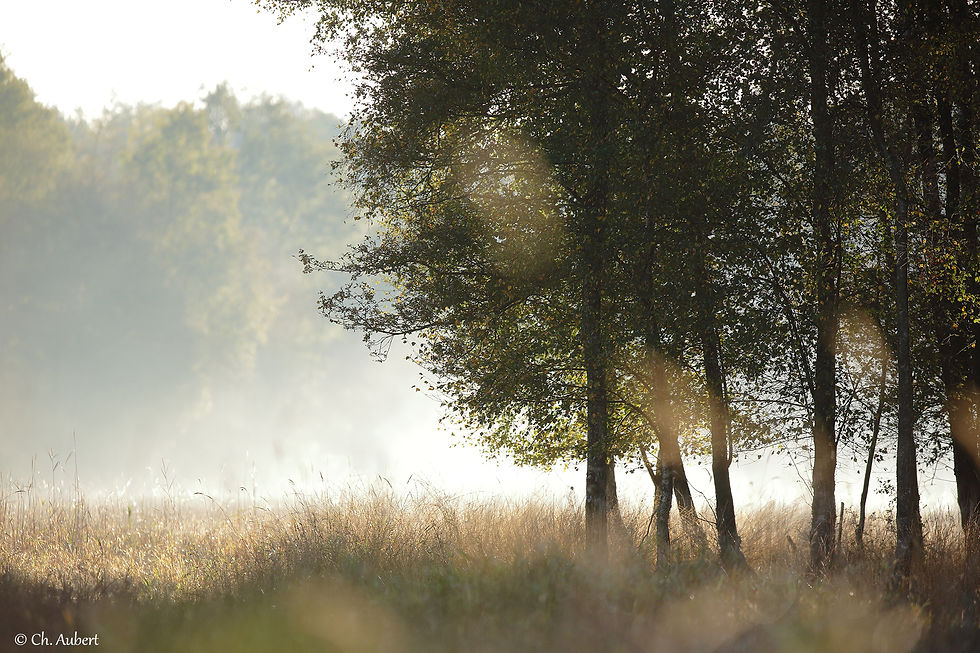 138 brume