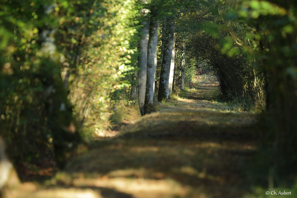 131_allée_forestiere