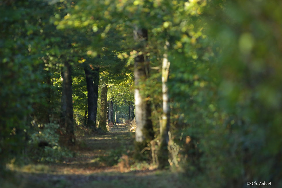 134_allée_forestiere