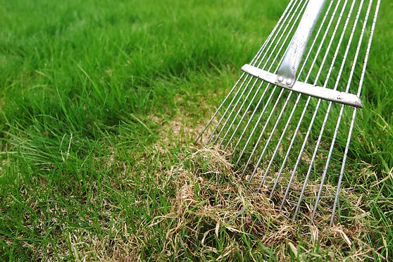 tlc.dethatching.png?auto=format&fit=max&