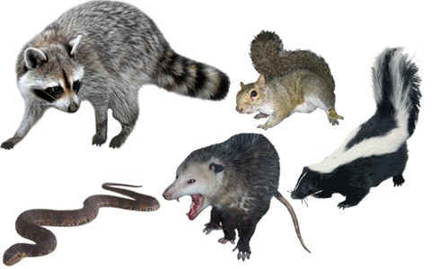 WildLife Service | Big E's Pest & WildLife Management