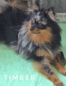 Blue Merle Pomeranians for sale