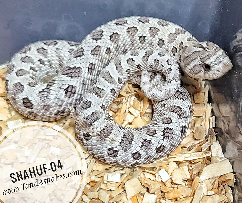Thumbnail: hognose snakes for sale
