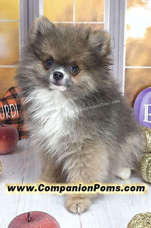 Rare Blue Sable Pomeranian for sale