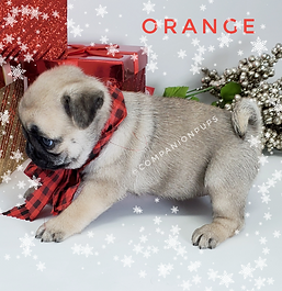 Small Champion Line Quality Healthy Pug Puppy from reputable breeder