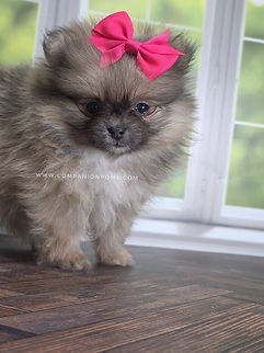 eputable pomeranian breeder