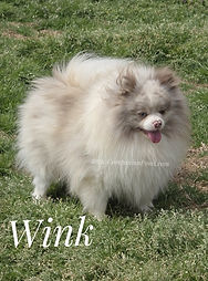 Lavender Merle Pomeranian for sale