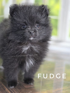 where to buy a Pomeranian?