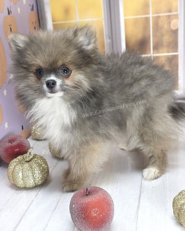 Rare Dilute Sable Pomeranian for sale