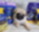 Getting a new puppy supplies