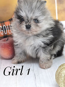 Blue Merle Female Pomeranian for sale
