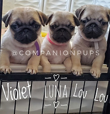 Best Pugs in TN