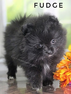for sale pomeranians