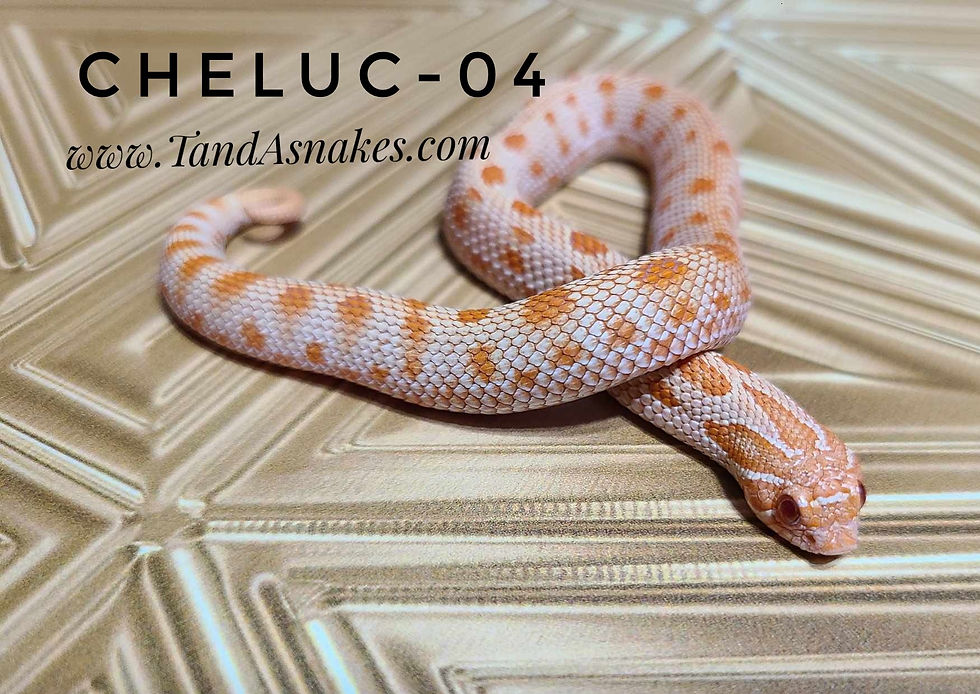 Thumbnail: Hognose for sale