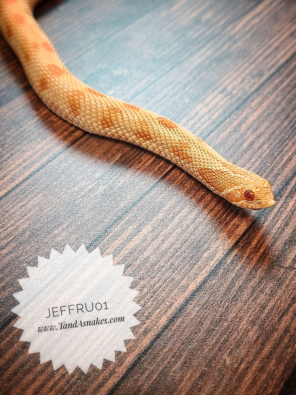 hognose for sale