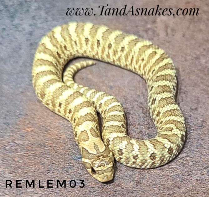 Female Hognose for Sale