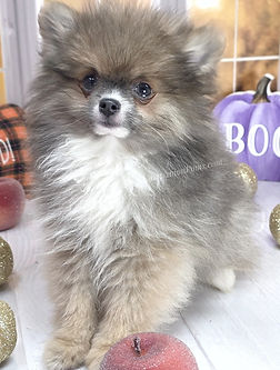 Small Pomeranians for sale 3.5-4 pounds as adult