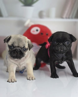 AKC Pug Puppies for sale