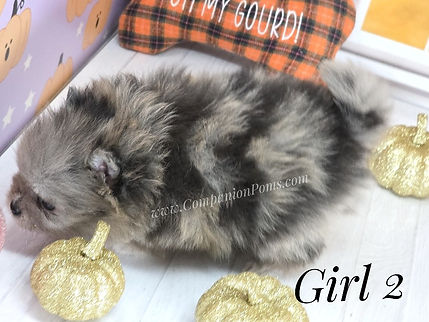 Pomeranias are excellent family dogs!