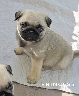 Available pugs