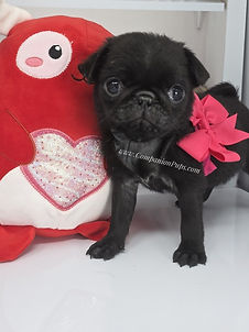 Reputable Pug Breeders Near me