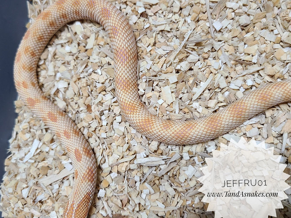 Thumbnail: Western Hognose Breeder